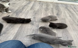 Mixed Breed cats for sale: Very friendly beautiful fluffy kittens  - Image 4