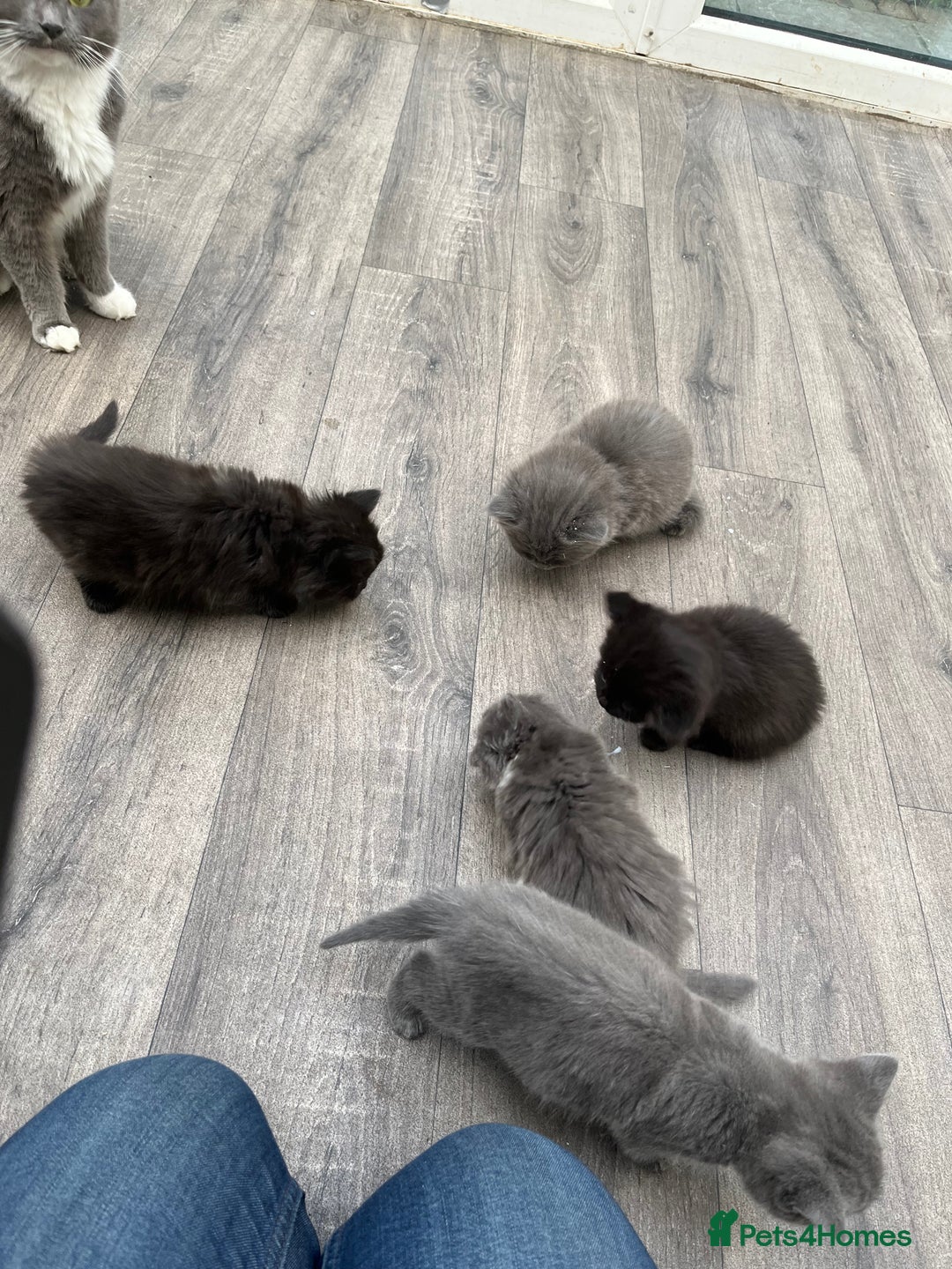 Mixed Breed cats for sale: Very friendly beautiful fluffy kittens  - Image 4