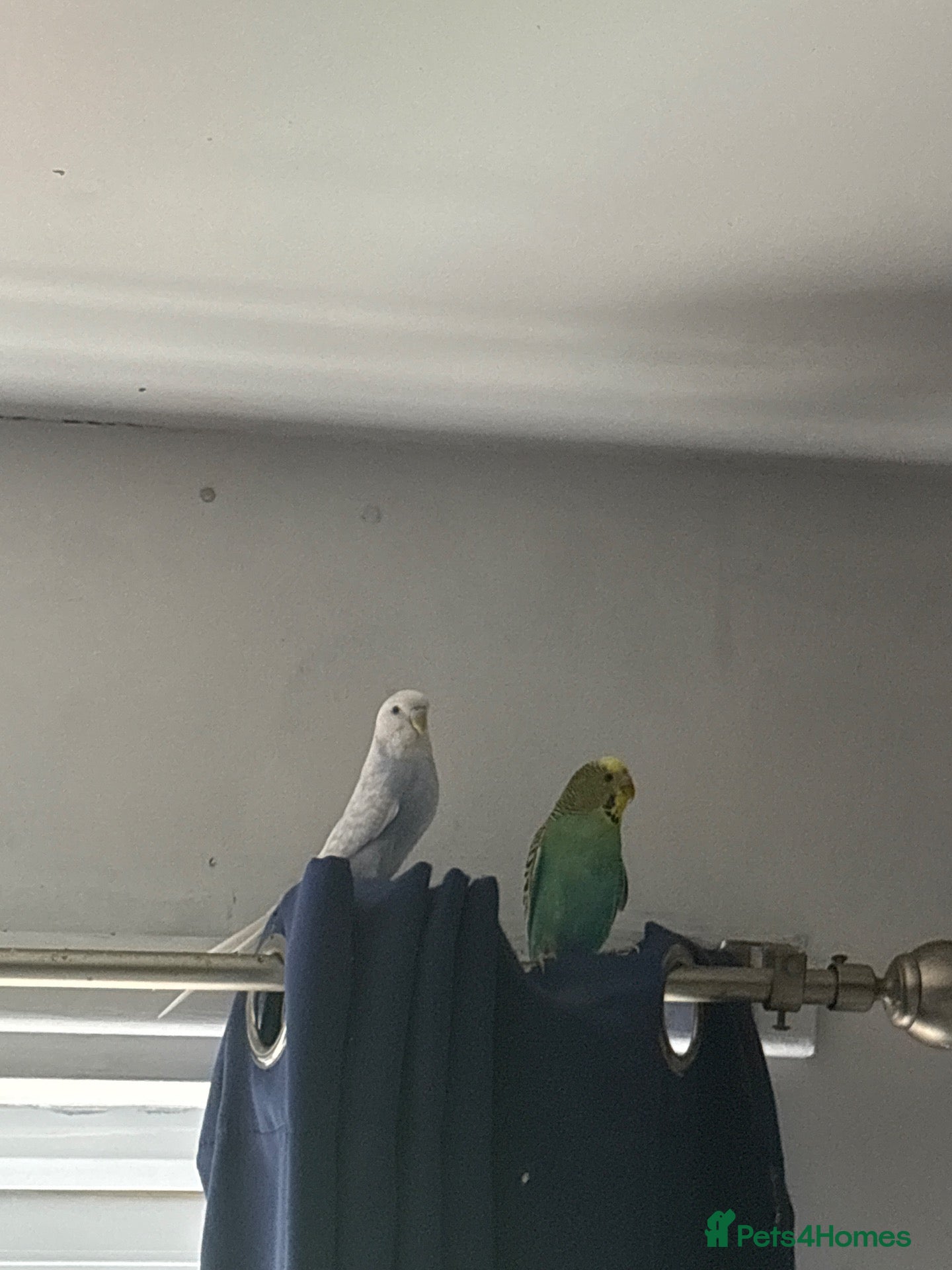 Budgerigars birds Female and male budgie untame  - Advert 7