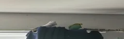 Budgerigars birds for sale: Female and male budgie untame  - Advert 1