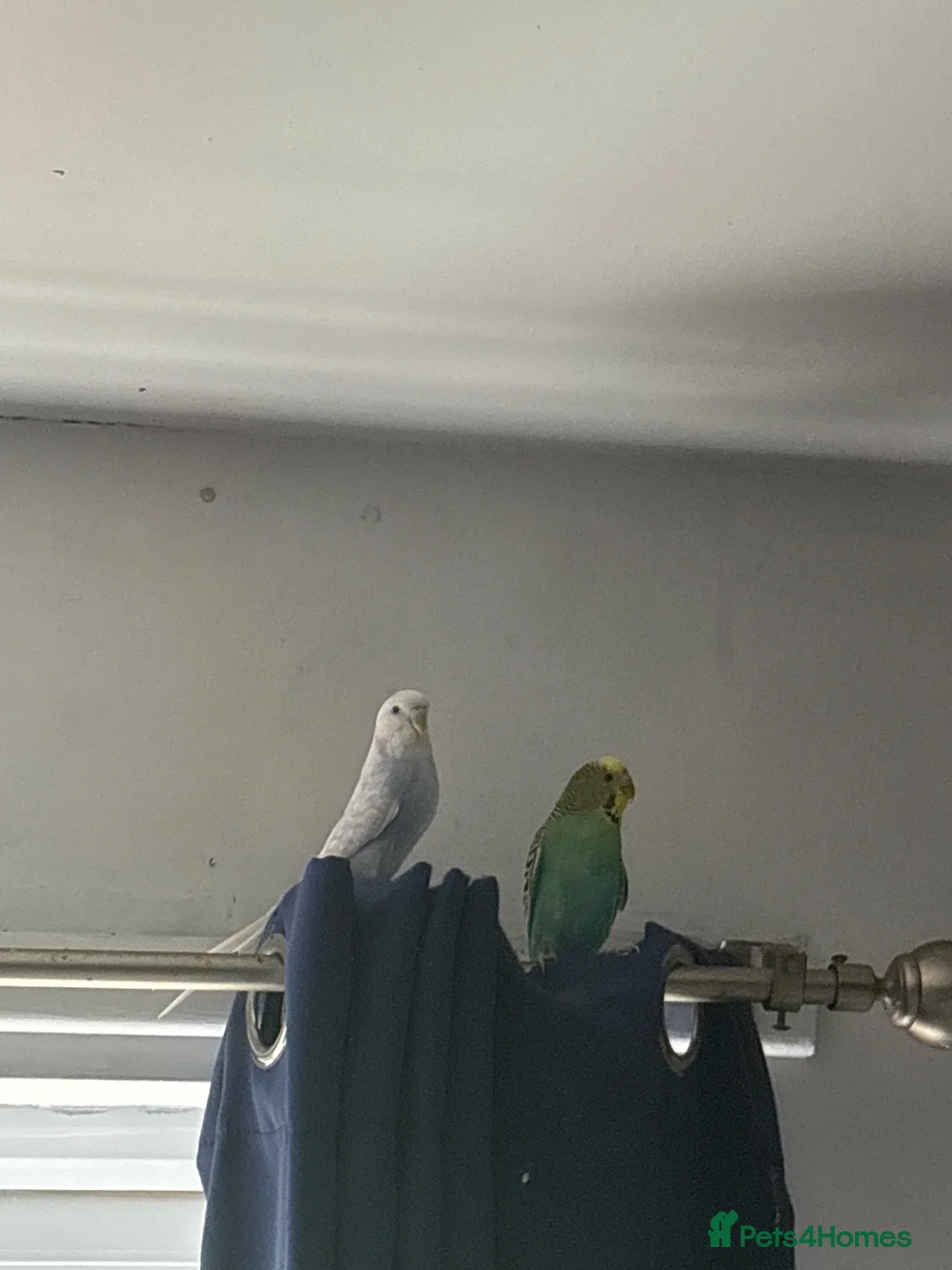 Budgerigars birds for sale: Female and male budgie untame  - Advert 1