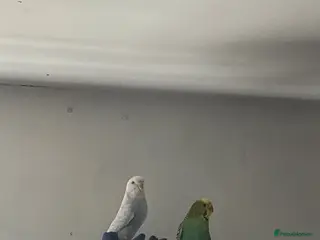 Budgerigars birds Female and male budgie untame - Advert 7
