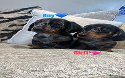 Miniature Dachshund dogs for sale: 🐾Adorable miniature dachshunds 🐾 - Image 2