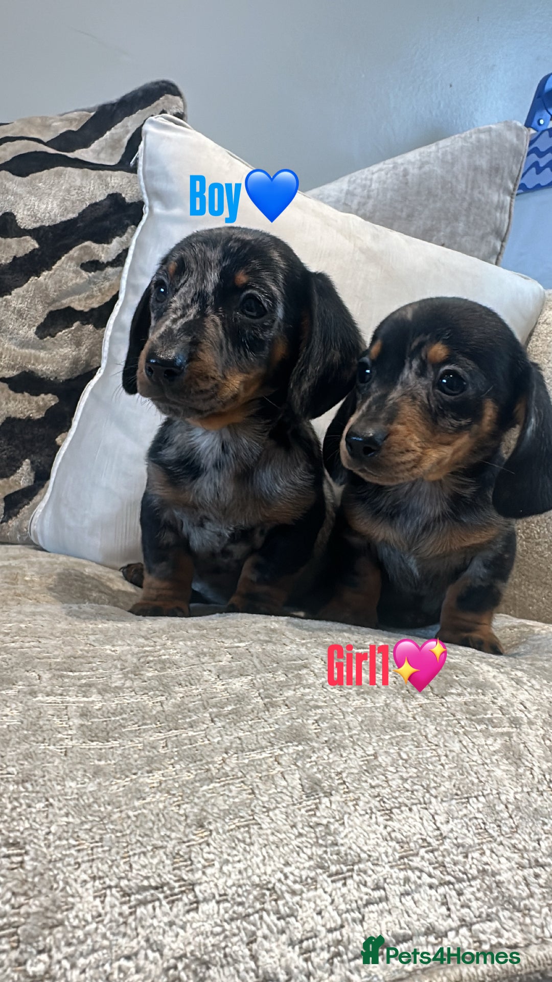 Miniature Dachshund dogs for sale: 🐾Adorable miniature dachshunds 🐾 - Image 2