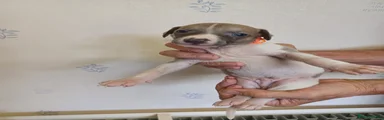 Whippet 3