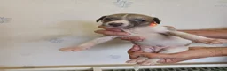 Whippet dogs for sale: Beautiful RKC Registered Puppies - Advert 25
