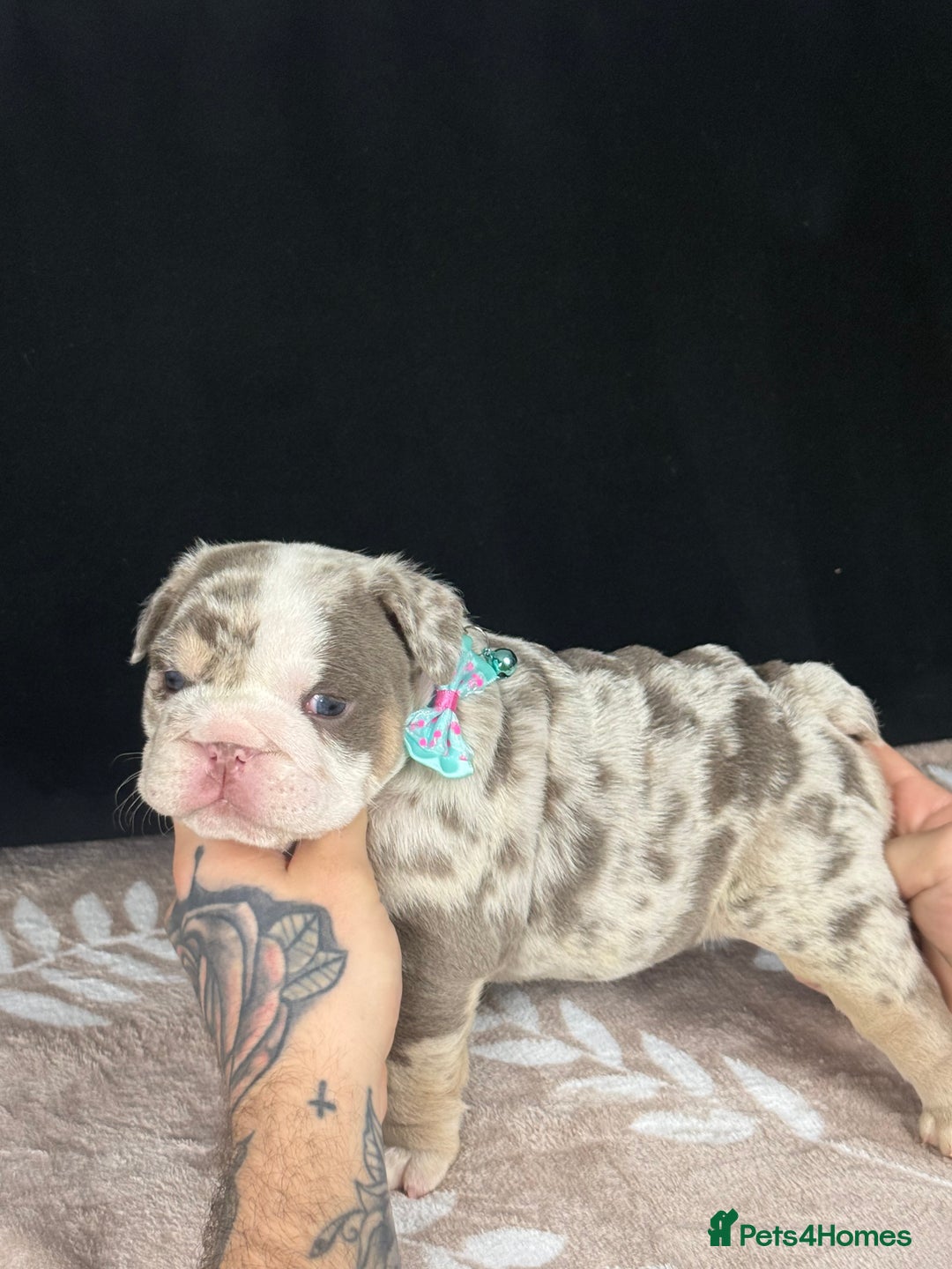 English Bulldog dogs for sale: 🐾 English Bulldog puppies available 🐾 - Advert 12