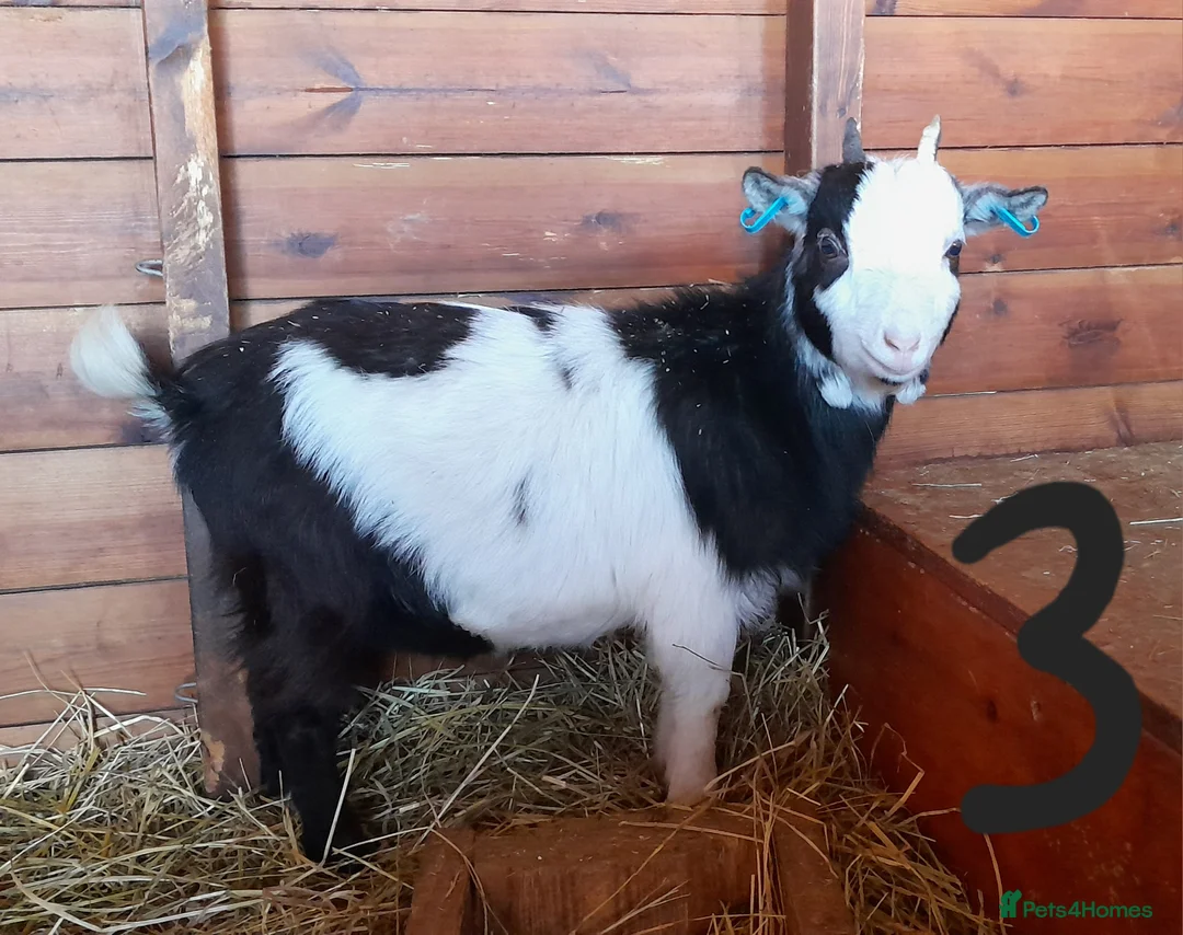 Goats livestock for sale: Pygmy goats - Advert 3