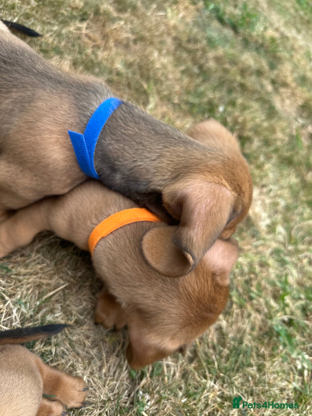 Dachshund dogs for sale: LAST Red Dapple Miniature Dachshund - Image 5