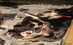 Border Collie dogs for sale: Border Collie Pups - house reared - Image 9