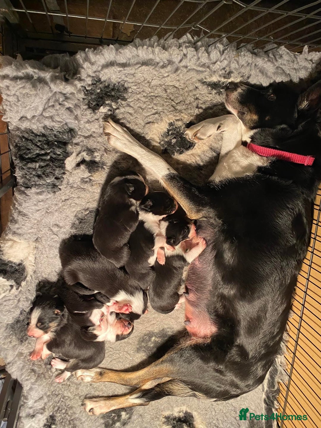 Border Collie dogs for sale: Border Collie Pups - house reared - Image 9