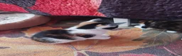 Mixed Breed cats for sale: Beautiful kitten's  - Advert 20