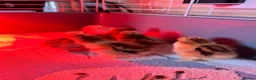 Chickens poultry for sale: Pekin Chicks for sale x 7  - Advert 2