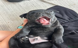 Staffordshire Bull Terrier dogs for sale: Gorgeous Black Boy available from this litter!  - Image 7