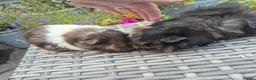 Guinea Pig rodents for sale: Beautiful Female Adult Guinea Pigs - Advert 2