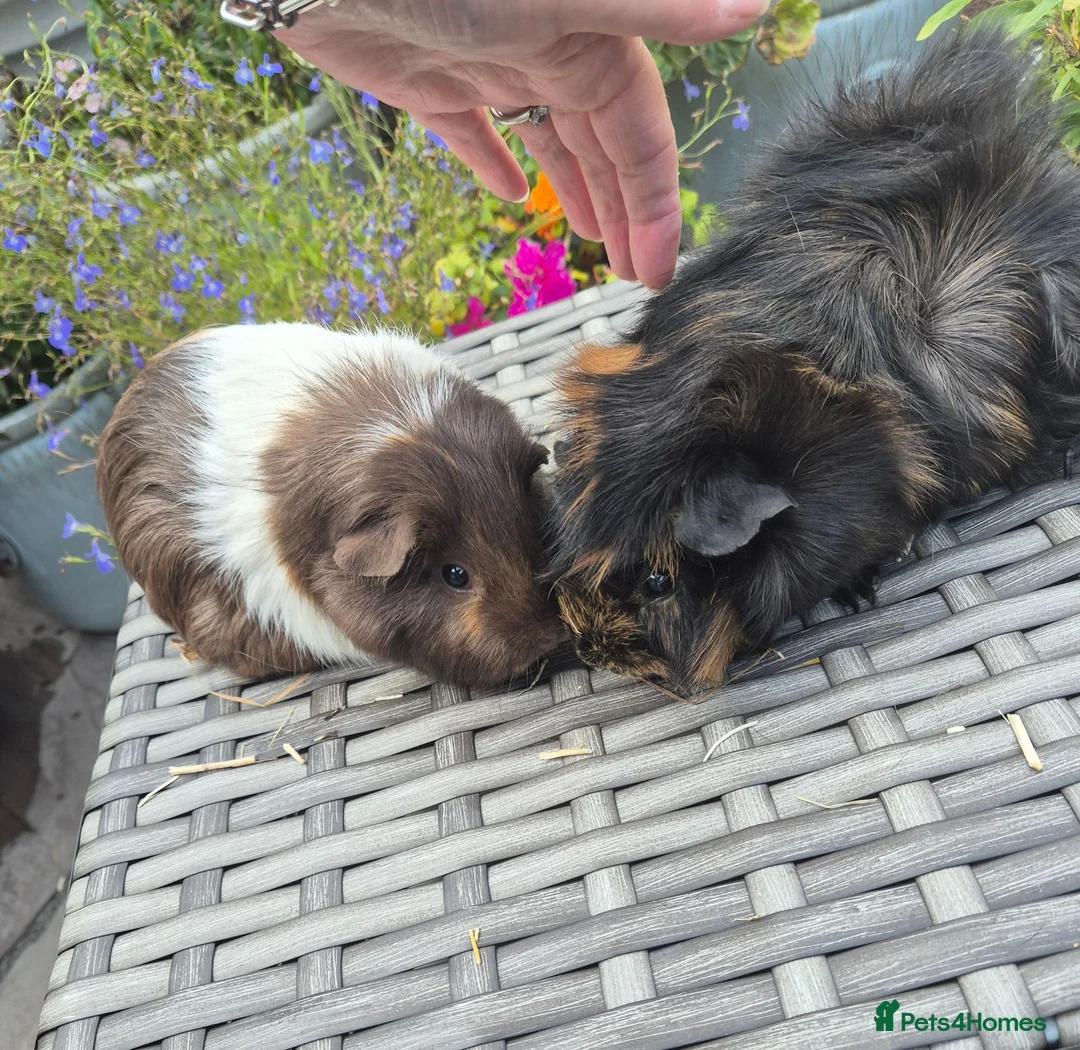 Guinea Pig rodents for sale: Beautiful Female Adult Guinea Pigs - Advert 2