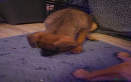 Belgian Shepherd Dog dogs for sale: Belgian malinois puppies  - Image 15