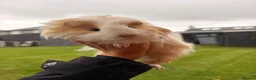 Guinea Pig rodents for sale: Female Guinea pigs  - Advert 3