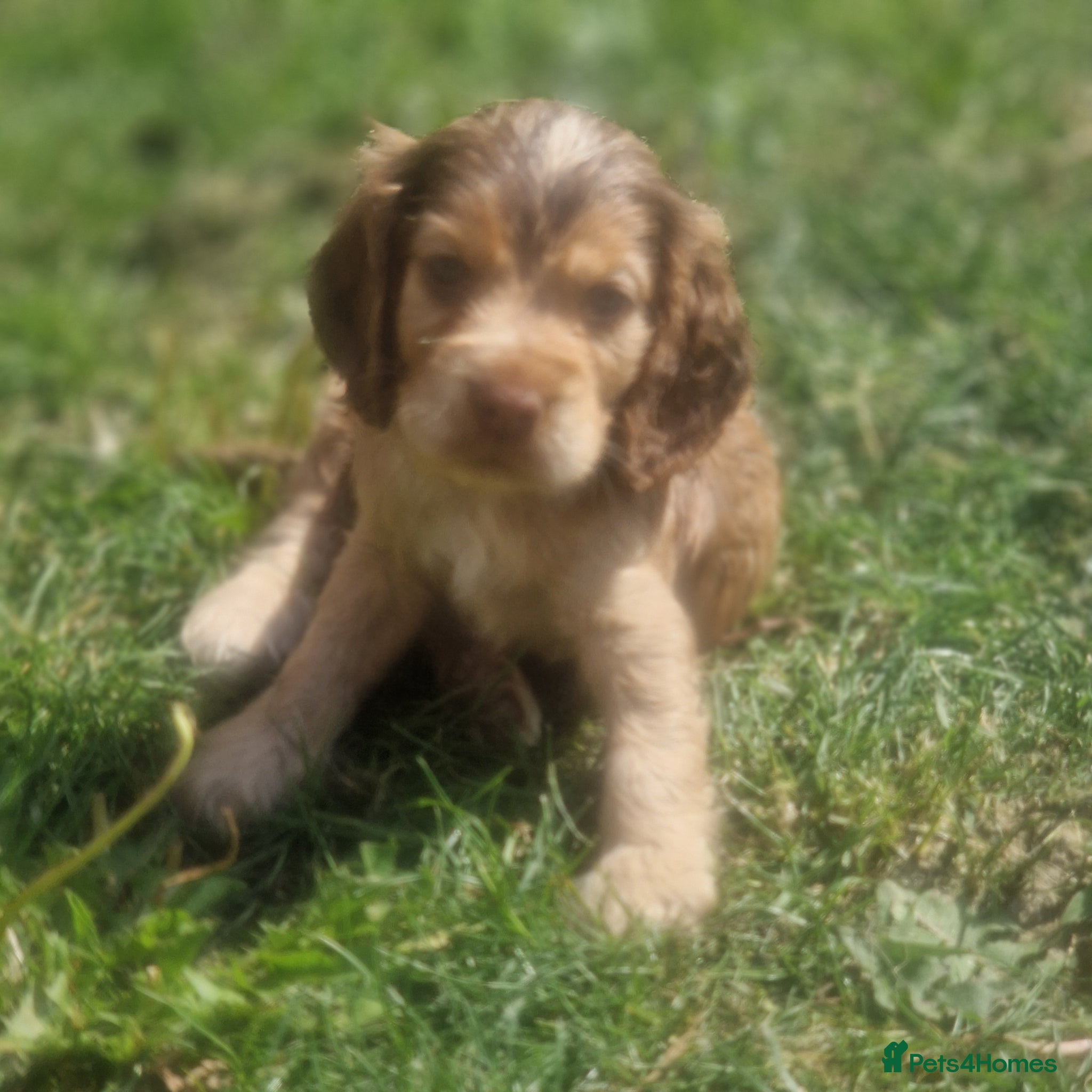 Cocker Spaniel dogs !!KC Registered Beautiful show Cocker Spaniels!!!  - Advert 8