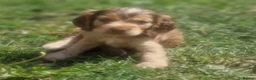 Cocker Spaniel dogs for sale: !!KC Registered Beautiful show Cocker Spaniels!!!  - Advert 1