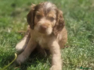 Cocker Spaniel dogs !!KC Registered Beautiful show Cocker Spaniels!!! - Advert 8