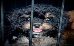 Cavapoo dogs for sale: Ready now Cavapoo puppies health tested parents in Ashford - Image 9