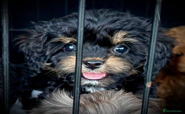 Cavapoo dogs in Ashford - Advert 2