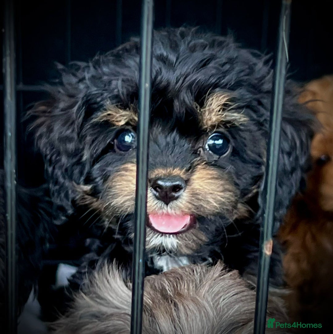 Cavapoo dogs for sale: Ready now Cavapoo puppies health tested parents in Ashford - Image 9