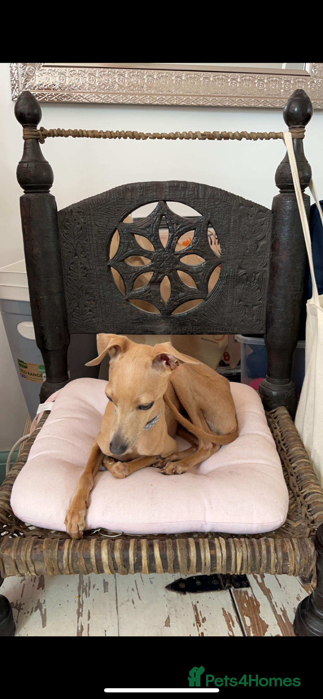 Italian Greyhound dogs for stud: Tiny stud with HUGE personality - Advert 8