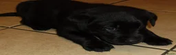 Labrador Retriever dogs for sale: 7 BEAUTIFUL FRIENDLY PUPPIES FOR SALE  - Advert 15