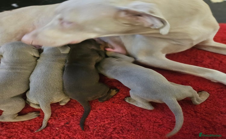 Dobermann dogs International Champ Bloodlines Pups Ready Xmas day - Advert 1