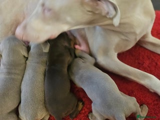 Dobermann dogs International Champ Bloodlines Pups Ready Xmas day - Advert 2