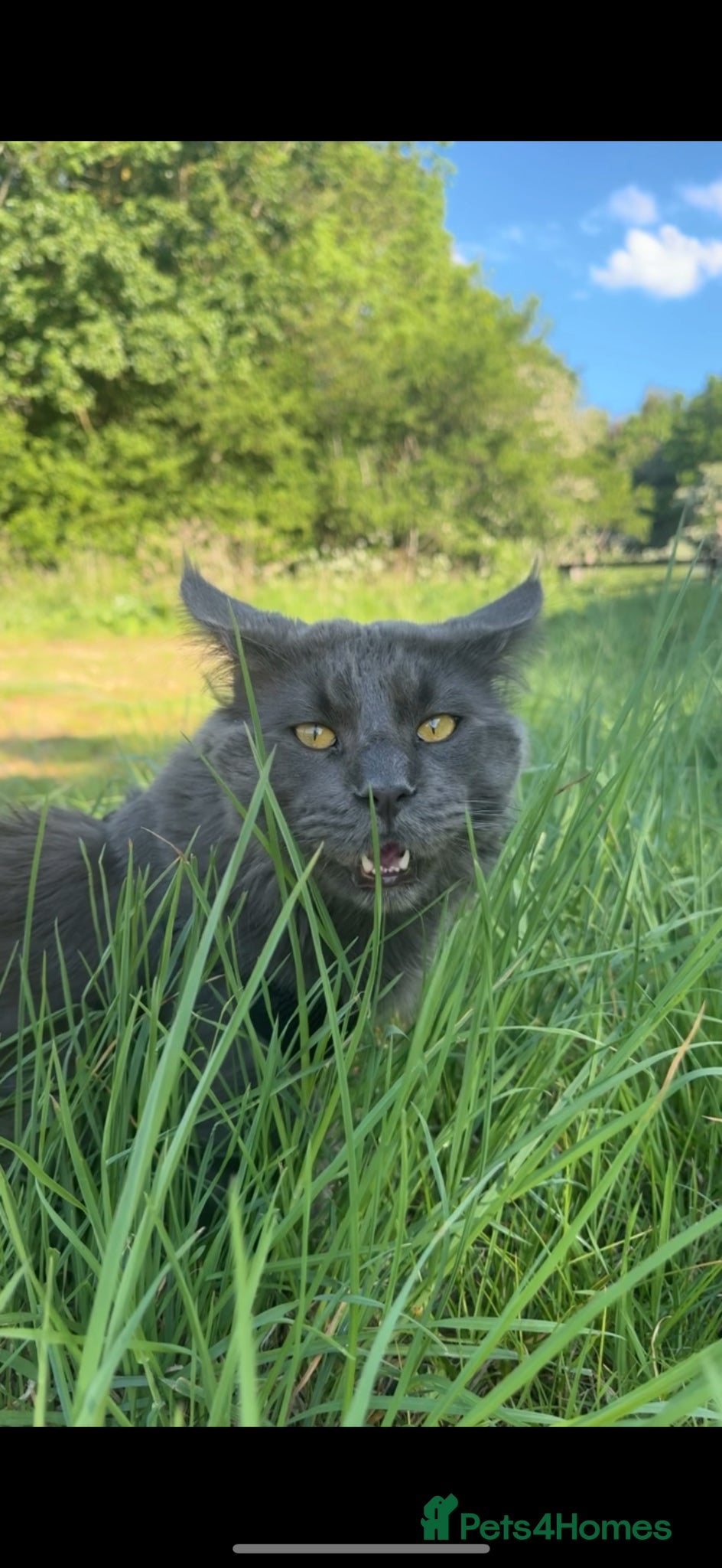 Maine Coon cats Beautiful blue stud  - Advert 14