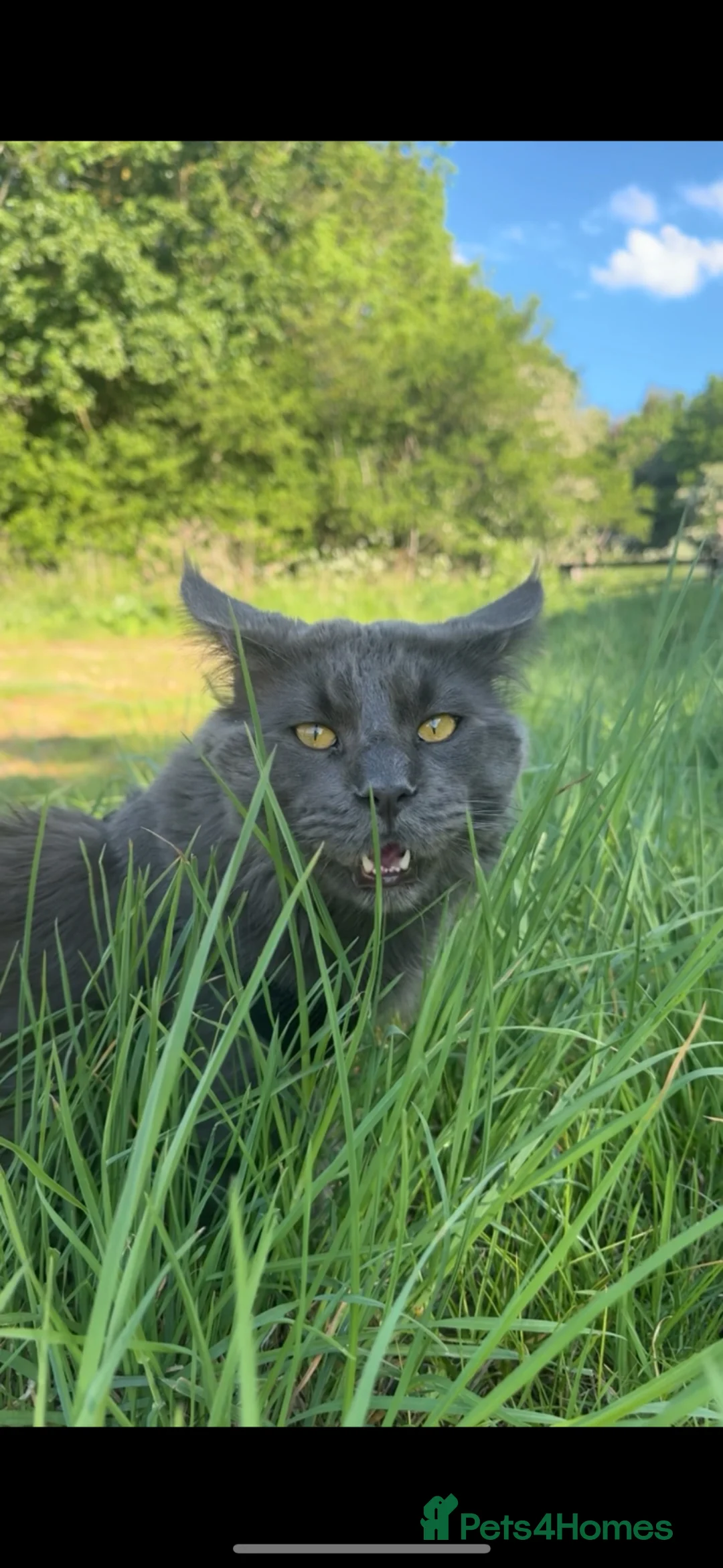 Maine Coon cats for stud: Beautiful blue stud  in Milton Keynes - Advert 1