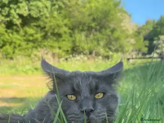 Maine Coon cats Beautiful blue stud - Advert 1