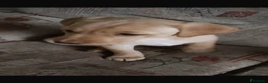 pink - male