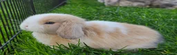 Mini Lop rabbits for sale: Mini lop bunnies in Forres - Advert 2