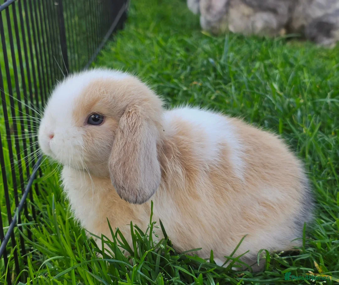 Mini Lop rabbits for sale: Mini lop bunnies in Forres - Advert 2