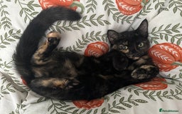 Mixed Breed cats for sale: 2 gorgeous girls tabby and tortoise shell - Image 22