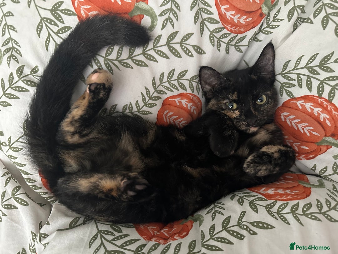 Mixed Breed cats for sale: 2 gorgeous girls tabby and tortoise shell - Image 22