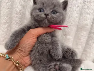 British Shorthair cats for sale: TICA Blue British Shorthair Kittens - Pet homes đ - Advert 1