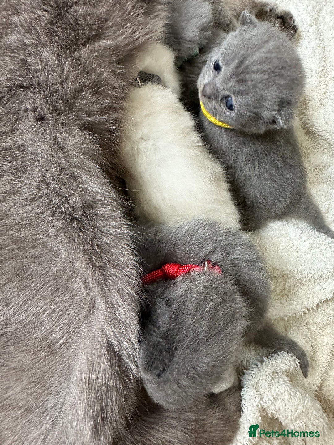 British Shorthair cats for sale: LAST MALE British shorthair kitten ready now in Sleaford - Image 4
