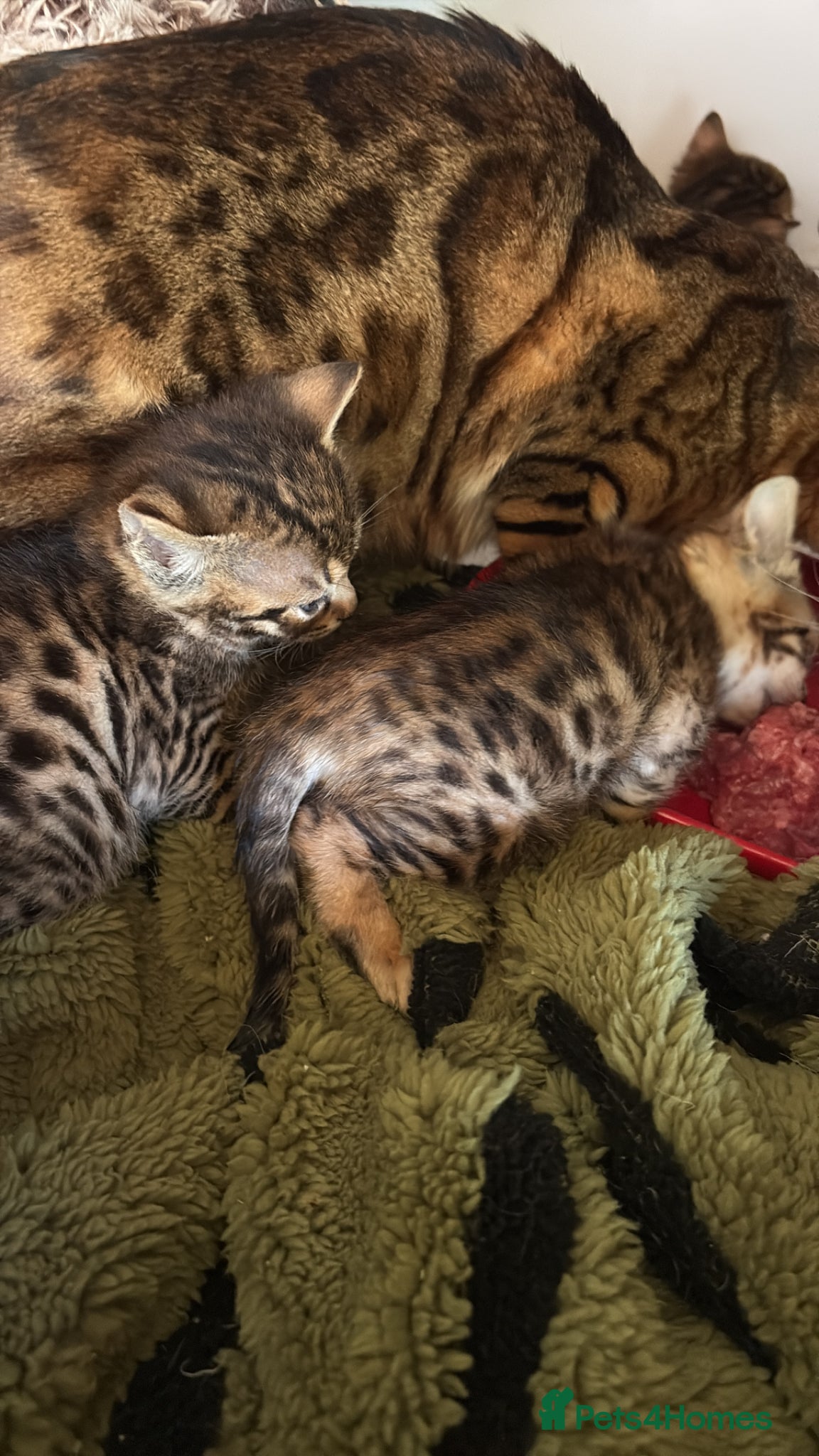 Bengal Kitten 2