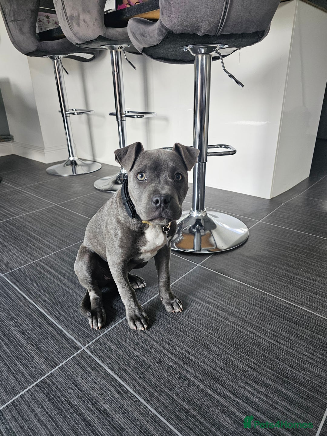 Staffordshire Bull Terrier dogs for sale: Royal blue full pedigree staff - Image 6