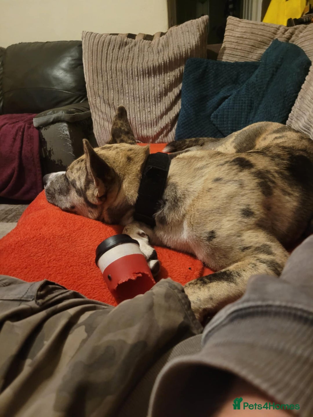 Mixed Breed dogs for sale: Husky cross Staffordshire bull terrier - Image 6