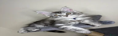 Maine Coon 4