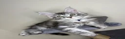 Maine Coon cats for sale: Maine coon kittens - Advert 10