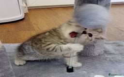 Persian cats for sale: Persian Cross - Ready 12th November  - Image 3