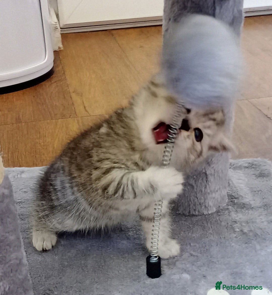 Persian cats for sale: Persian Cross - Ready 12th November  - Image 3