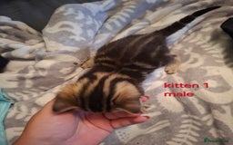 British Shorthair cats for sale: Beautiful kittens 😸  - Image 2